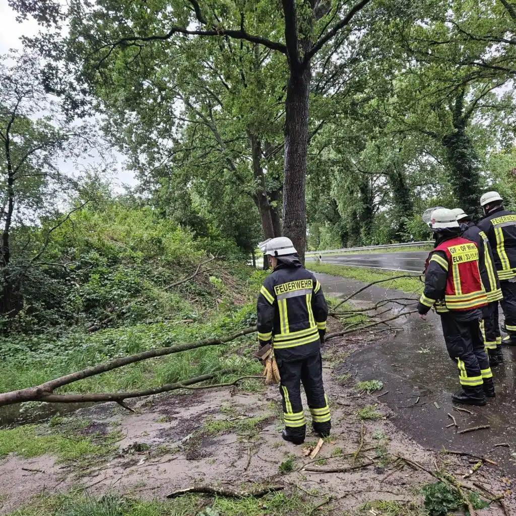 Umgestürzter Baum