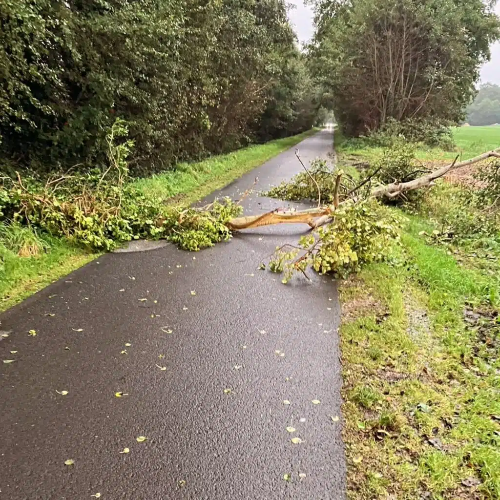 Umgestürzter Baum