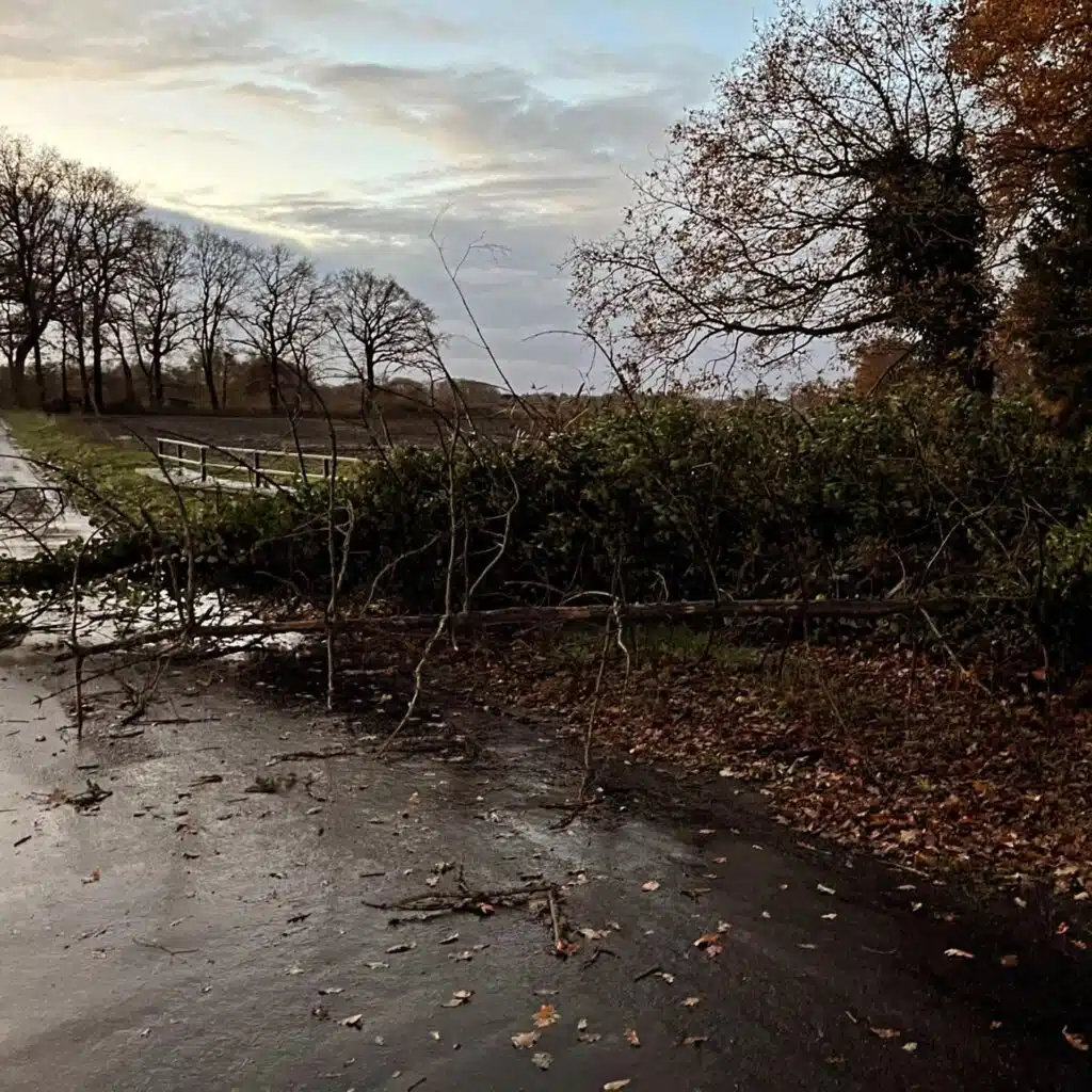 Umgestürzter Baum auf der Straße